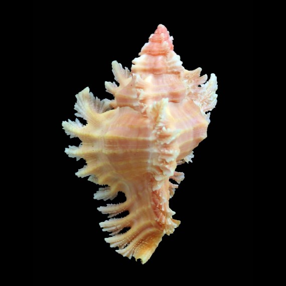 emilyae 57,6mm RARE COLOR