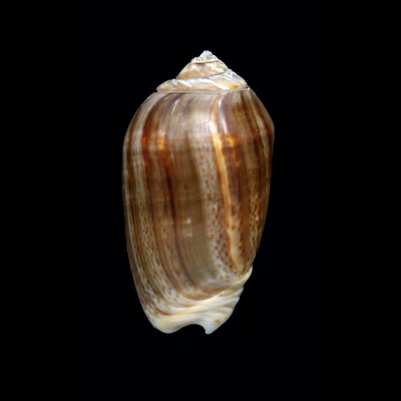 peruviana castanea 49,7mm BIG