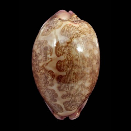 mappa panerythra 70,0mm
