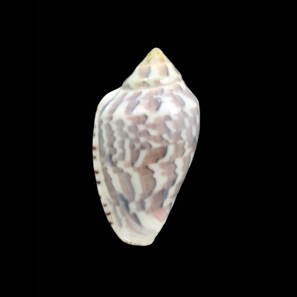 nebulosa 38,0mm
