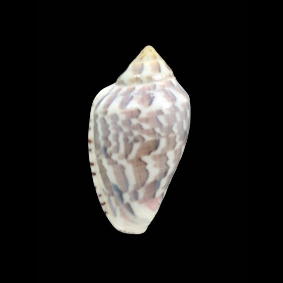 nebulosa 38,0mm