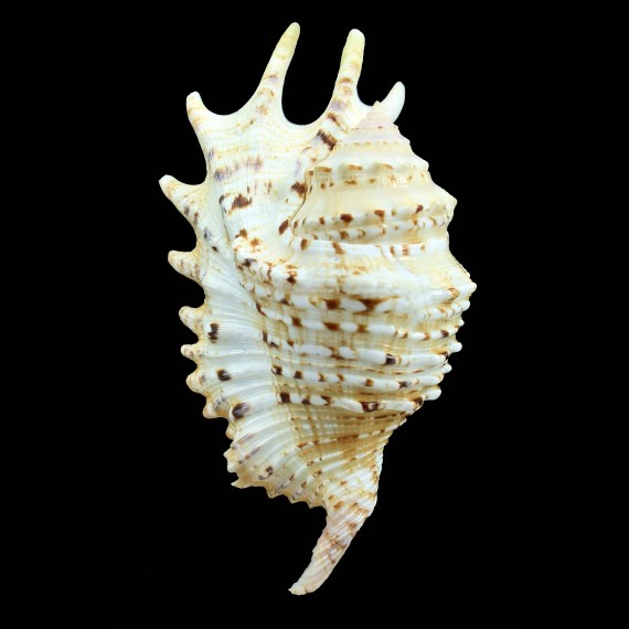 violacea 123,0mm BIG