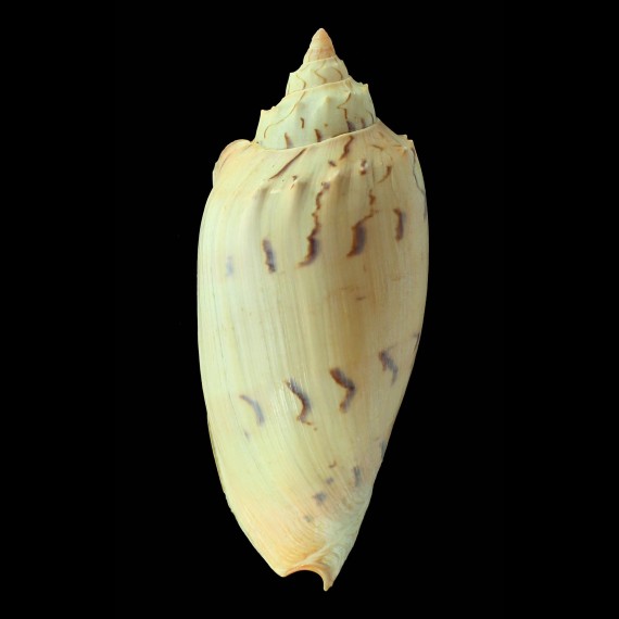 hunteri 165,0mm GIANT