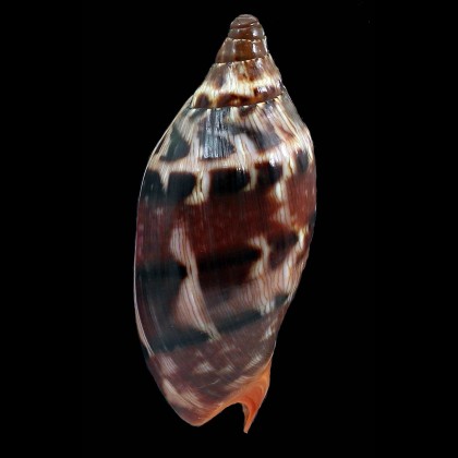 aulica alexiallaryae 96,0mm SPLENDID
