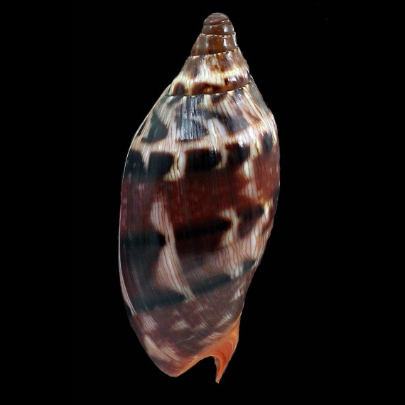 aulica alexiallaryae 96,0mm SPLENDID