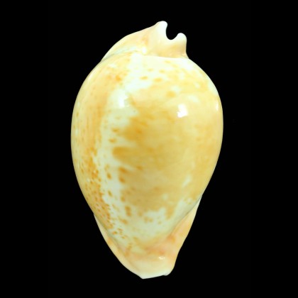armeniaca 87,0mm