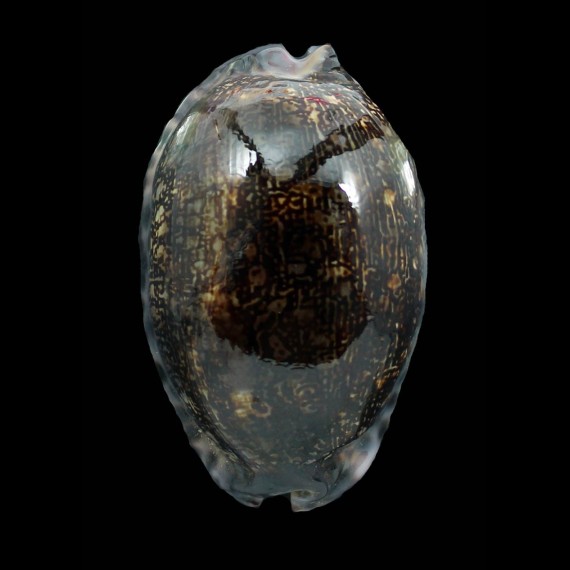 arabica immanis 78,5mm DARK
