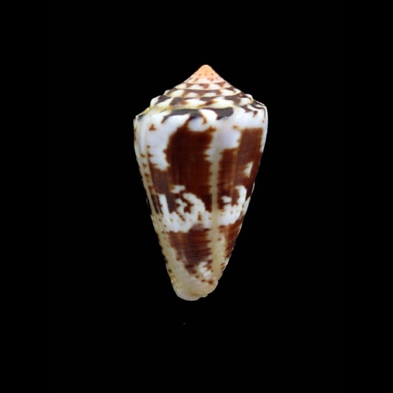 ziczac archetypus brasiliensis 26,0mm