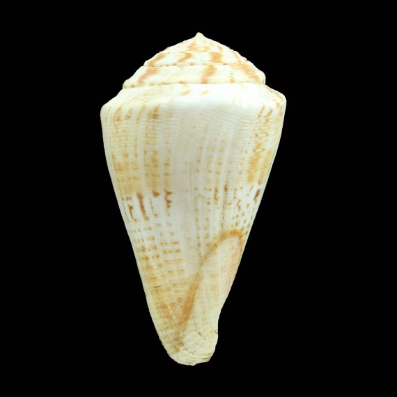 trigonus 80,5mm WRS
