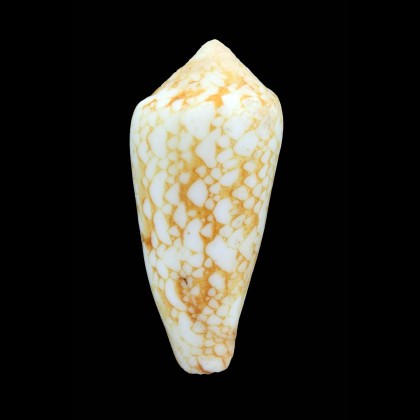 laueri 64,0mm WRS