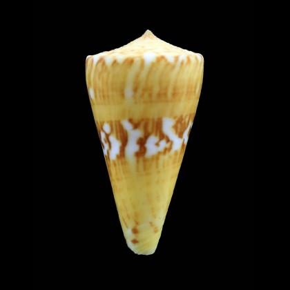 riosi 41,4mm