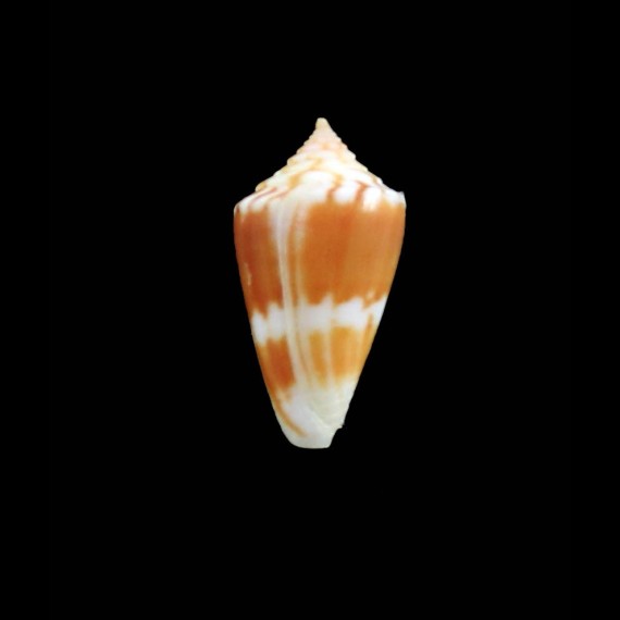 garrywilsoni 19,0mm