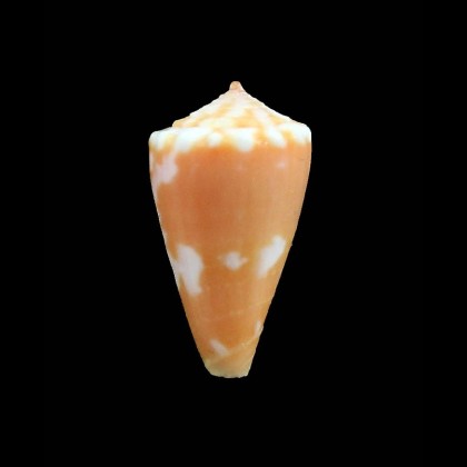 jacarusoi 20,0mm RARE