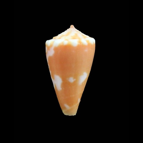 jacarusoi 20,0mm RARE