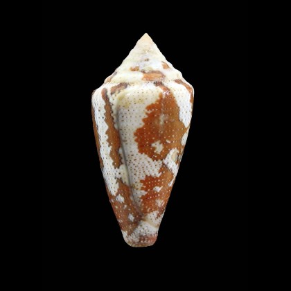 curassaviensis 41,9mm BIG