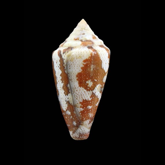 curassaviensis 41,9mm BIG