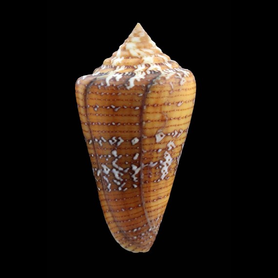 cedonulli 48,3mm
