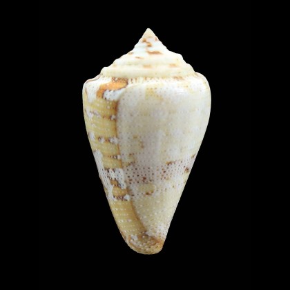 dominicanus 47,6mm