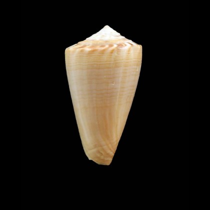 colombi 29,0mm RARE