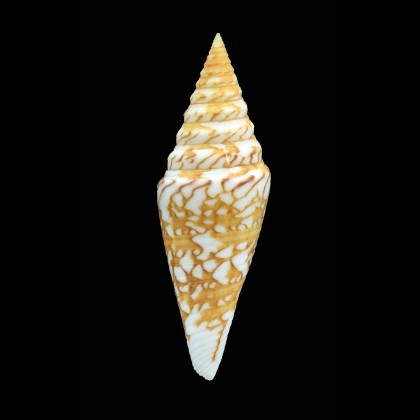 excelsus 65,0mm NEW CALEDONIA