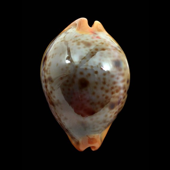 porteri 48,0mm SPLENDID