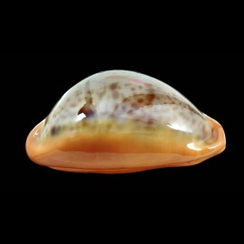 porteri 48,0mm SPLENDID
