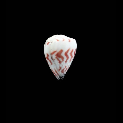 sponsalis 22,0mm