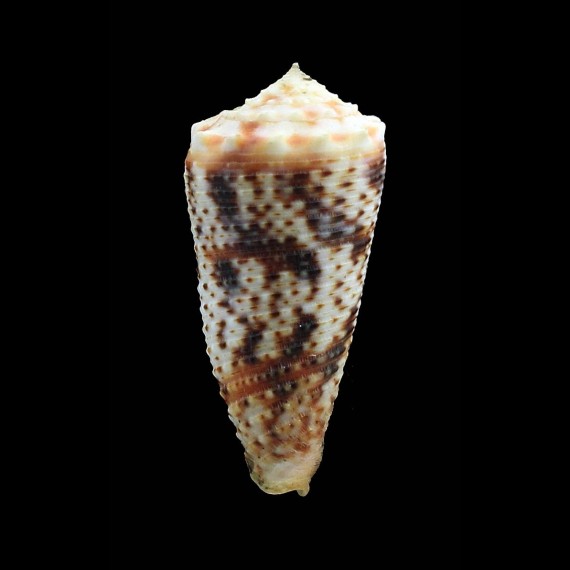 moluccensis stainforthi 45,0mm