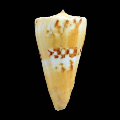 riosi 68,4mm BIG