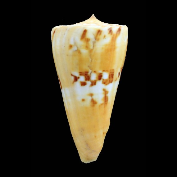 riosi 68,4mm BIG