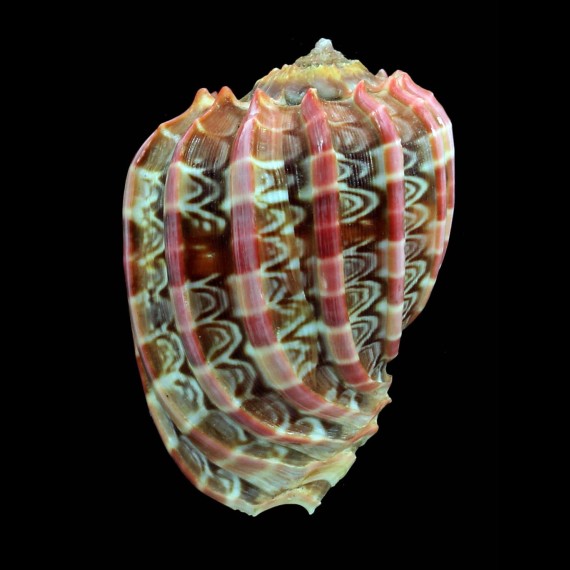 cabriti 64,0mm