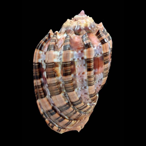 harpa 65,0mm