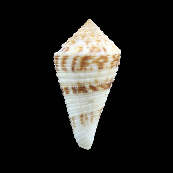 eucoronatus 45,0mm BIG
