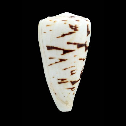 crosseanus "batard" 62,0mm BIG