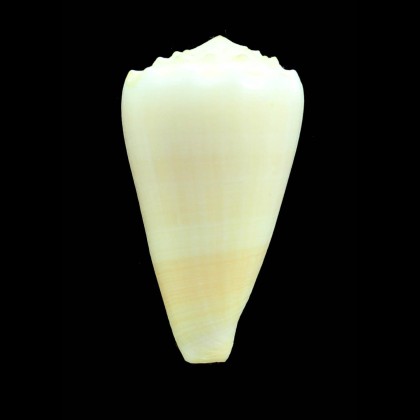 marmoreus suffusus 62,2mm BIG