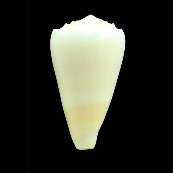 marmoreus suffusus 62,2mm BIG