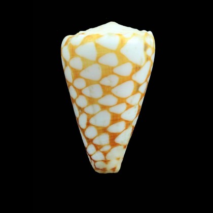 marmoreus  52,0mm