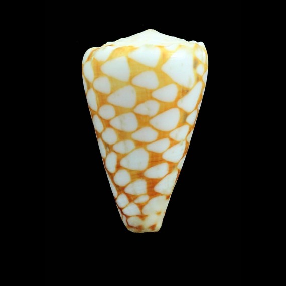 marmoreus  52,0mm