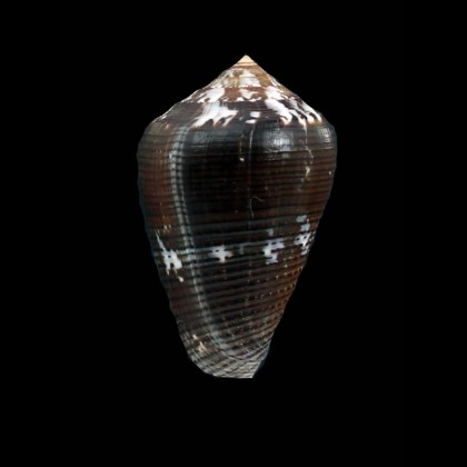 easoni 41,0mm