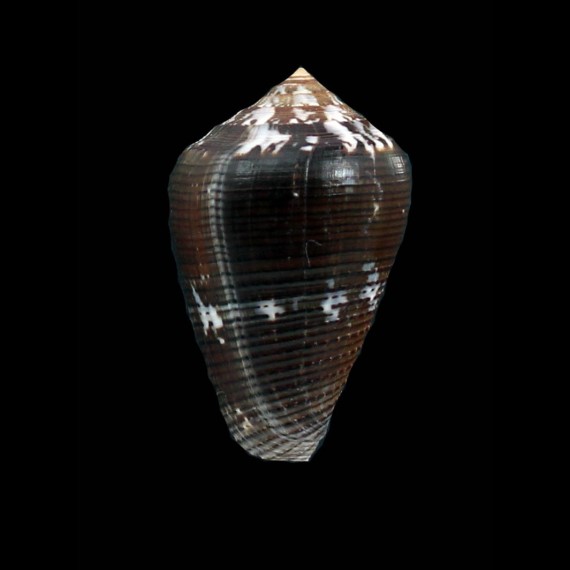 easoni 41,0mm