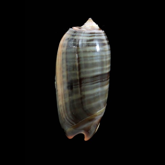 rubrolabiata 43,0mm