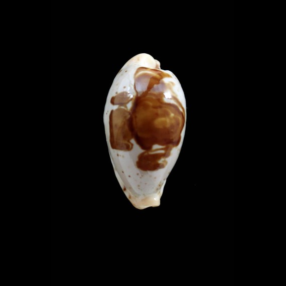 saulae 27,0mm