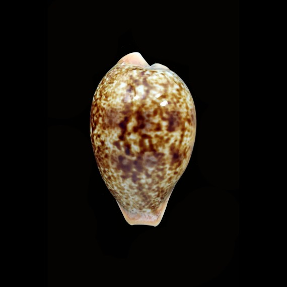 achatidea 42,3mm