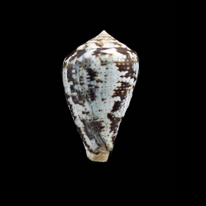ardisiaceus 33,5mm