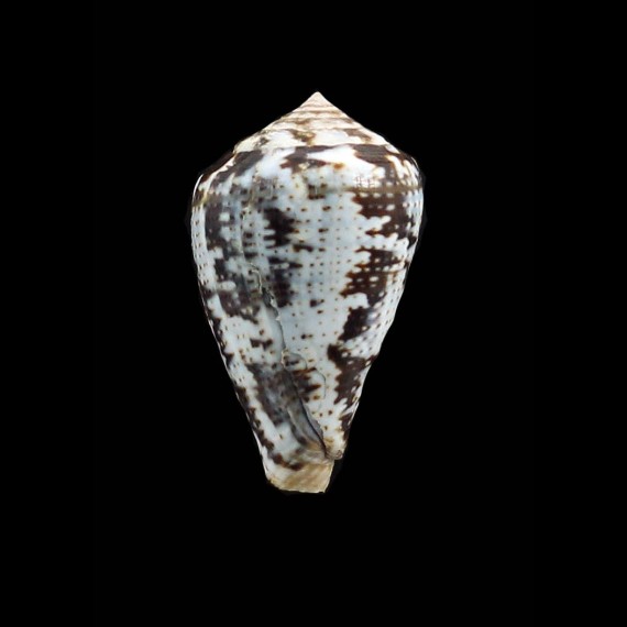 ardisiaceus 33,5mm