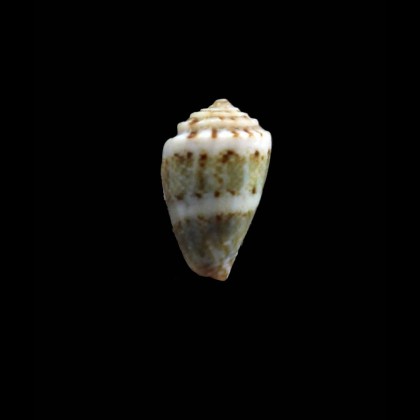 boschi 14,0mm