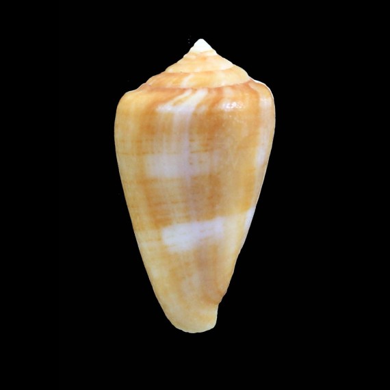 scalii 49,5mm UNCOMMON