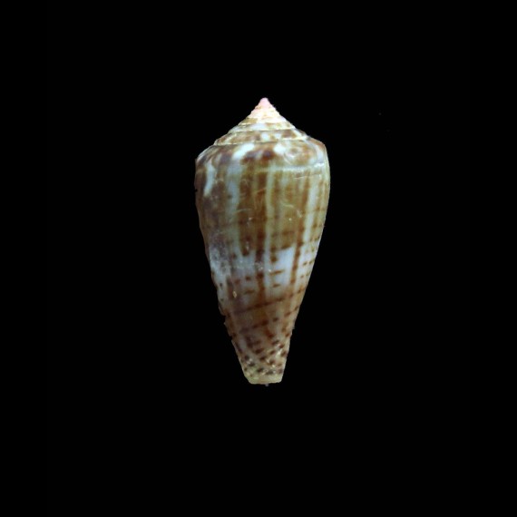 pauperculus 23,0mm