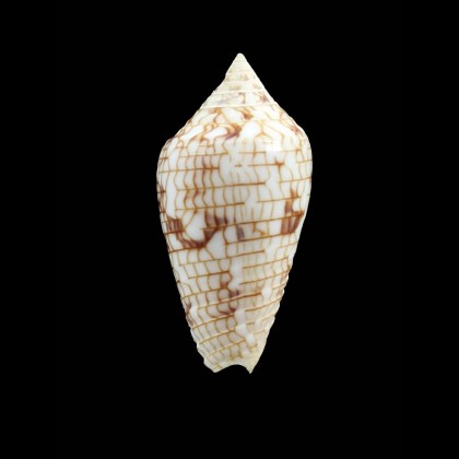 lucidus 38,8mm