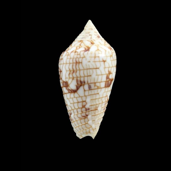 lucidus 38,8mm